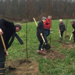 Plantation d'arbres